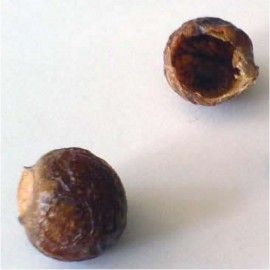 Soapnuts